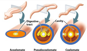 <p><strong>Acoelomates </strong>lack a body cavity between the digestive tract and the outer body wall, with the space filled by solid tissue, as seen in flatworms.</p><p><strong>Pseudocoelomates </strong>have a body cavity (pseudocoel) that is not fully lined by mesoderm, as seen in roundworms.</p><p><strong>Coelomates </strong>possess a true coelom, a body cavity completely lined by mesoderm, providing space for organs to grow and move independently, as found in most animals, including humans.</p><p></p>