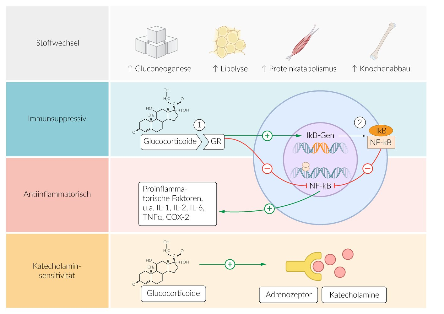 <p>D. Lymphopenia</p>