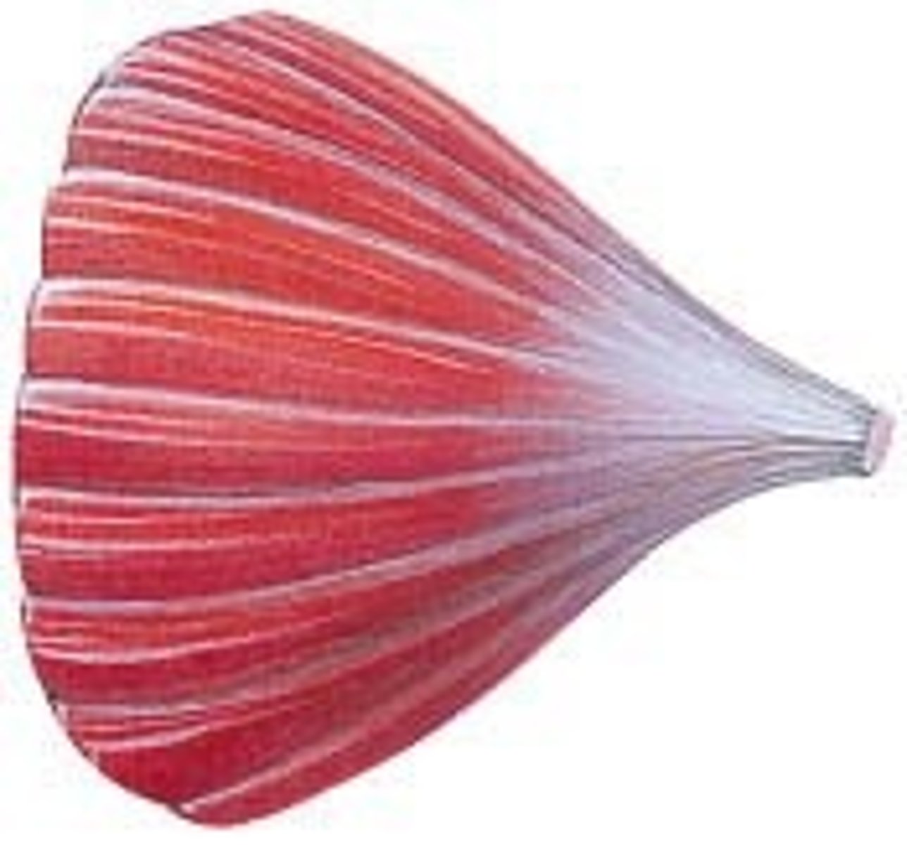 <p>- origin of muscle is long and broad</p><p>- muscle fascicles collected into tendon at insertion</p><p>- fan shaped</p>
