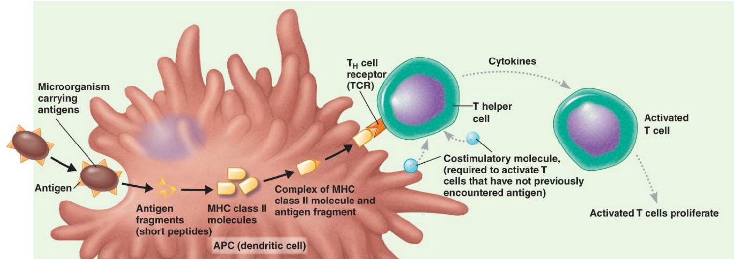 <p>Cellular (Cell-Mediated) Immunity&nbsp;(adaptive immunity) is Mediated by T lymphocytes (T cells). T cells recognize <strong>antigenic peptides</strong> that are <strong>processed and presented</strong> on the surface of infected or antigen-presenting cells. This branch is essential for <strong>destroying infected cells</strong>, activating other immune cells, and coordinating the overall immune response.</p><p></p><p>Describe the steps of activation of CD4+ helper T cells.&nbsp;</p>