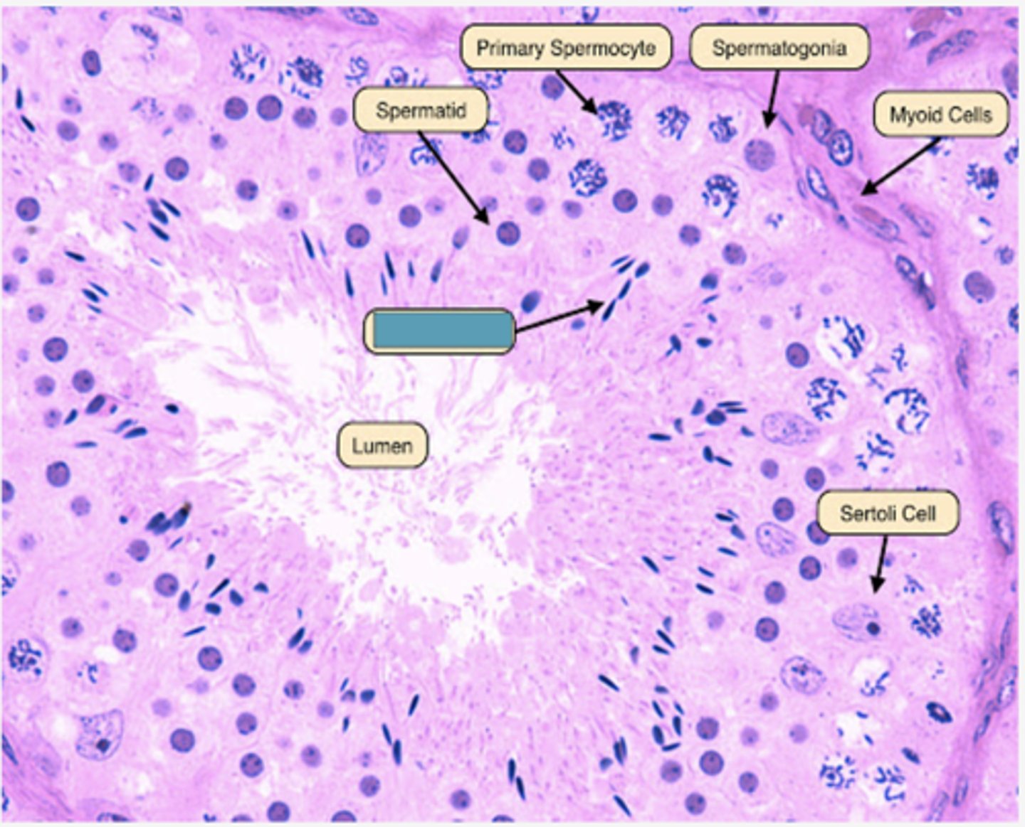 <p>Identify the cell</p>