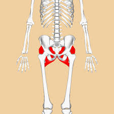 <p>What muscle group is this? </p>