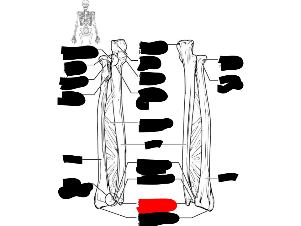 <p>ulna</p>