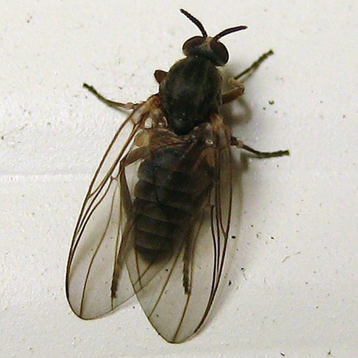 <p>Small squat, grayish/blackish, large rounded wings, humpback shaped, common in spring and summer, females eat blood, makes eat nectar, tropical species carry roundworm parasites (cause blindness)</p>