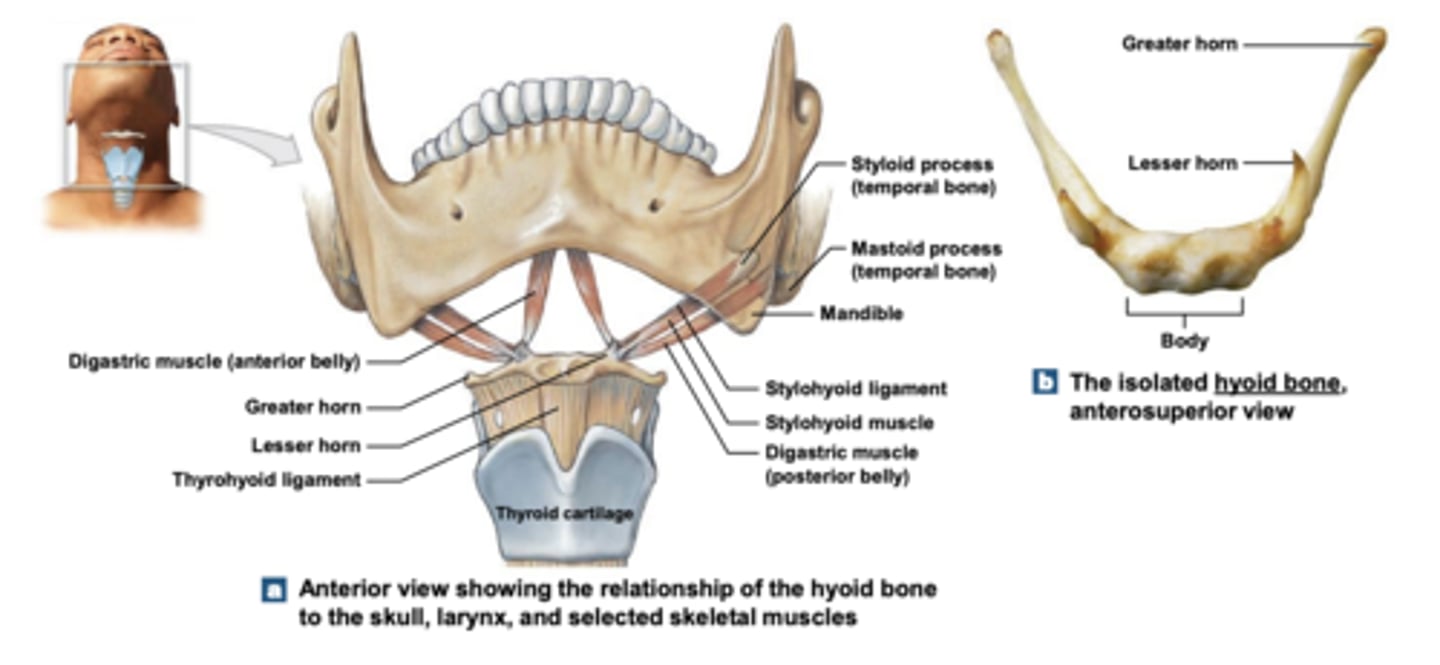 <p>Anchor point for muscles of:</p><p>• Tongue • Larynx</p>