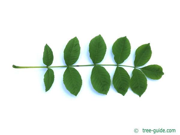 <p>black ash, Fraxinus nigra, Oleaceae</p>