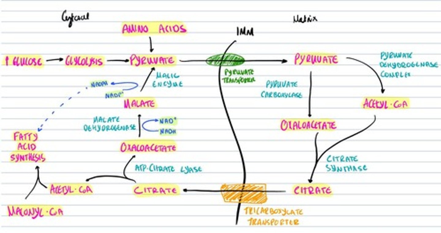 knowt flashcard image