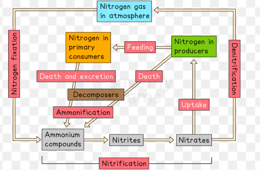 <ol><li><p>Nitrogen gas needs to be converted into nitrogen-containing compounds that can be assimilated into plants.</p></li><li><p>Nitrogen-fixing bacteria in legume root nodules can convert nitrogen gas into ammonium or nitrates.</p></li><li><p>However, not all plants have root nodules.</p></li><li><p>Nitrogen-fixing bacteria in soil can convert it into ammonium, via ammonification.</p></li><li><p>Ammonium needs to be nitrified.</p></li><li><p>Nitrifying bacteria converts ammonium into nitrites and more nitrifying bacteria converts NO2- into NO3-.</p></li><li><p>Nitrates can be dissolved in water in soil and absorbed via active transport into roots and assimilated into cells and used to make amino acids, ATP and DNA.</p></li><li><p>Animals eats plants and nitrate gets into animals.</p></li><li><p>Produce waste which will contain ammonia and will eventually die as well as plants and proteins, DNA and RNA which all contain nitrogen are digested and broken down by saprobiotic bacteria into nitrogen-containing compounds such as ammonium (ammonification).</p></li><li><p>Denitrifying bacteria within soil can convert nitrates back into nitrogen gas in the atmosphere.</p></li></ol><ul><li><p>Denitrifying bacteria are anaerobic so only happens when there isn’t enough oxygen in soil (waterlogged) and is not wanted in industry as less nitrates will be available in soil (this is why soil is ploughed).</p></li></ul><p></p>