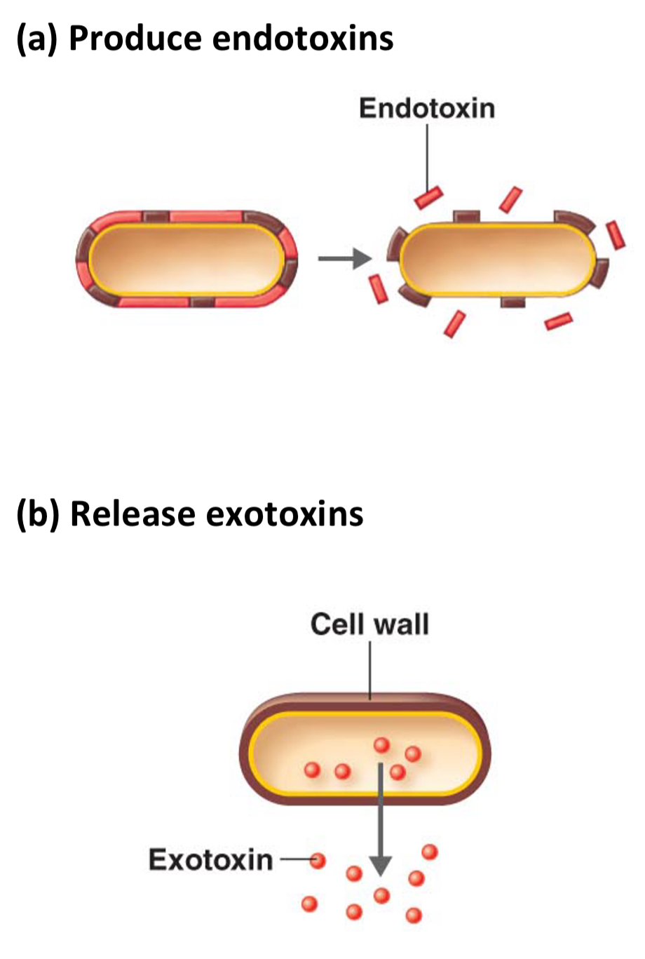 <p>1. Produce endotoxins - cause vomiting, diarrhoea, fever</p><p>2. Release exotoxins - toxic effect on cells, inhibit neurotransmitters etc</p>