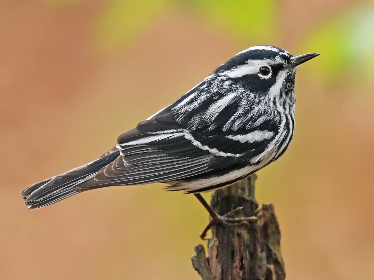 <p>Striped black-white warbler that creeps on bark like a nuthatch.</p>