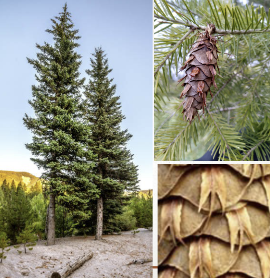 <ul><li><p>not a true fir</p></li><li><p>needles 1 in long, soft</p></li><li><p>cones with bracts (mice butts)</p></li><li><p>northern species</p></li><li><p>moist areas</p></li></ul><p></p>