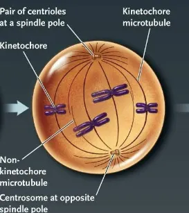 <p>transition period between prophase and metaphase during which the microtubules of the mitotic spindle attach to the kinetochores and the chromosomes shuffle until they align in the center of the cell </p><ul><li><p>nucelar membrane breaks down </p></li><li><p>no division between condensing chromosomes and cytoplasm </p></li><li><p>the spindle poles are on opposite sides</p></li></ul><p></p>