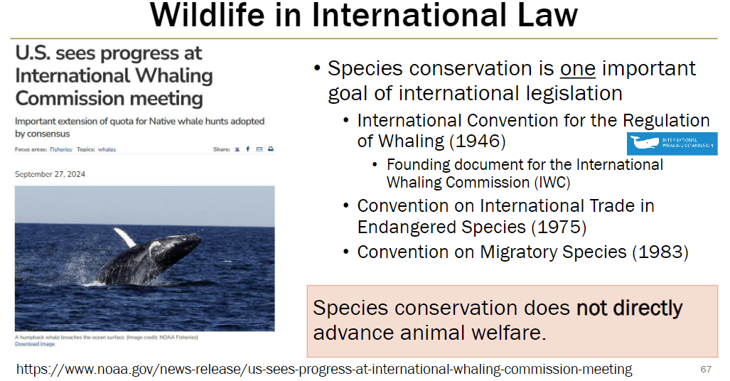 <p><strong>Goal</strong><br> Species conservation is a key objective of international legislation<br> Note: species conservation does not directly improve individual animal welfare</p><p><strong>Key Agreements</strong><br> International Convention for the Regulation of Whaling (1946) – established the International Whaling Commission (IWC)<br> Convention on International Trade in Endangered Species (CITES, 1975)<br> Convention on Migratory Species (1983)</p>