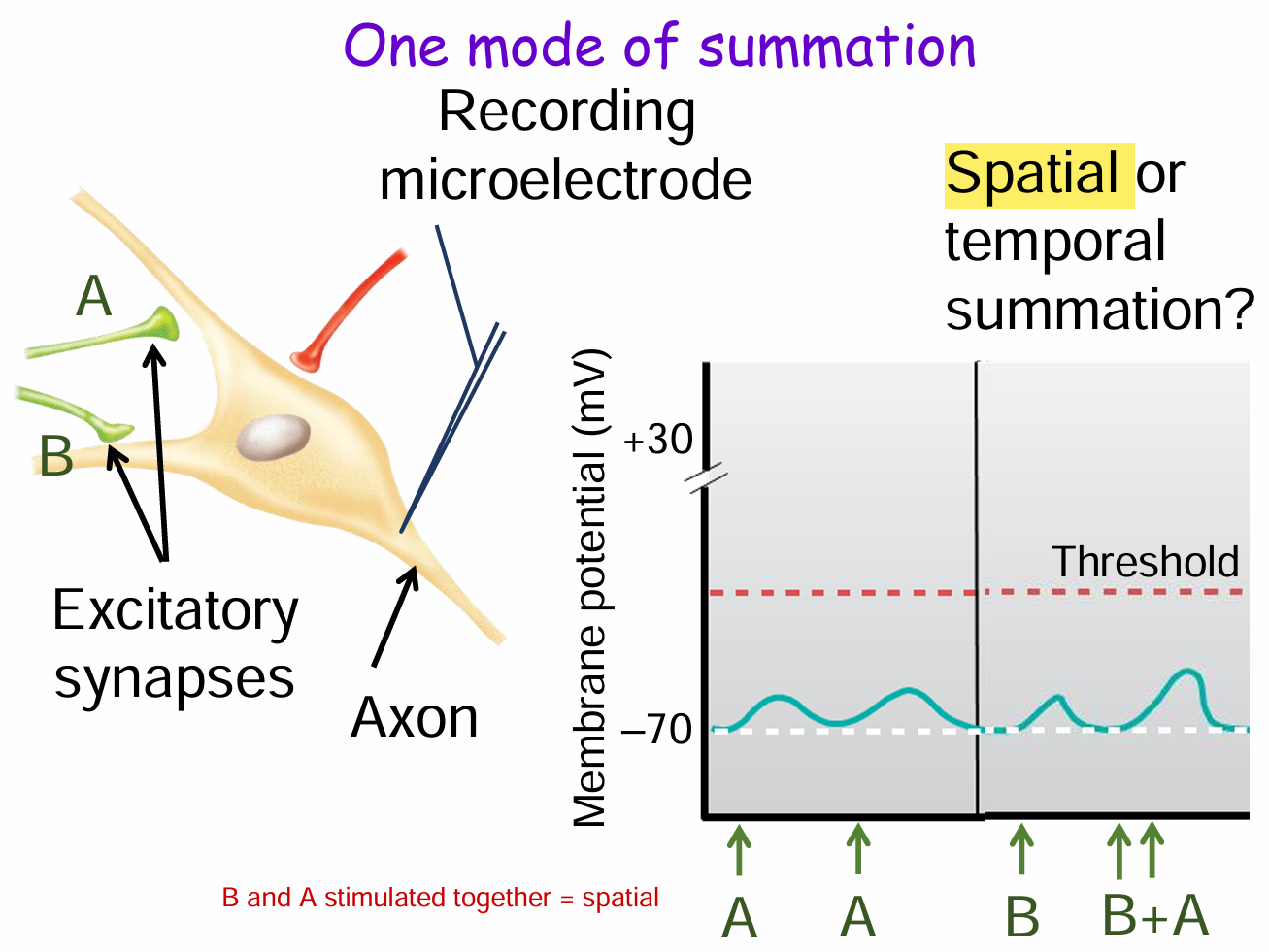 <p>Spatial summation occurs when <strong>multiple presynaptic neurons</strong> (e.g., synapses A and B) <strong>fire at the same time</strong>, and their <strong>graded potentials combine</strong> at the postsynaptic neuron.<br>In the diagram, stimulation from A and B <strong>together</strong> produces a <strong>larger depolarization</strong> than either alone, pushing the membrane potential closer to threshold.</p>