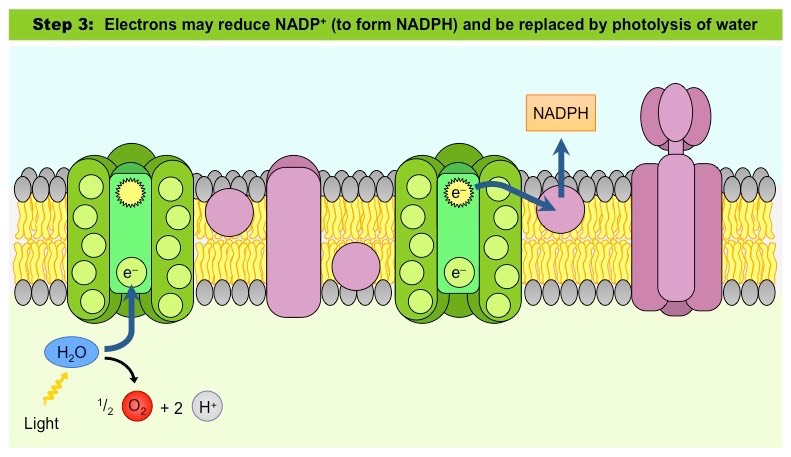 <p>Step 3. As e- move through the electron chain they <strong>lose </strong>energy, and that energy moves H atoms to the thylakoid lumen and accumulate</p><p>-Electron needs re-energized, so PSI absorbs photon and oxidizes energy to send high energy e- to NADP+ to make NADPH</p><p>-PSII captures the energy to make <strong>ATP</strong>, PSI captures energy to make NADP+ to NADPH</p>