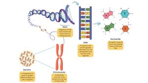 <p>completed set set of genetic instructions (DNA), meaning its already been organized and maintained </p>