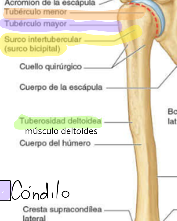 <p>Hueso mas grande del miembro superior, se articula con la escapula en la articulación del hombro glenohumeral y con el radio y la ulna en la articulación del codo.</p><p>Extremo distal:</p><p>-Cresatas supracondileas medial y lateral</p><p>-Condilo del humero</p><p>Tubérculos</p><p>-Tuberculo mayor</p><p>-Tuberculo menor</p><p>-Surco intertubercular (bicipital)</p><p>Cuerpo del humero</p><p>-Tuberocidad deltoidea</p><p>-Surco del nervio radial (espiral)</p><p>Extremo proximal del humero</p><p>-Cabeza del humero</p><p>-Cuello anatomico</p><p>-Cuello quirúrgico </p>