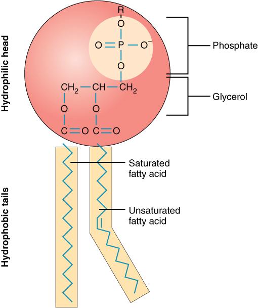 <p>-glycerol bound to 2 fatty acid tails and phosphate group -forms cell membrane -hydrophobic fatty acid tails face inward, mingling together -hydrophilic heads face outward, exposed to aqueous solutions on both sides of the membrane</p>