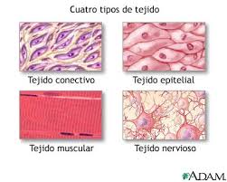 <p><strong>Gewebe</strong> (Tejidos - grupos de células que trabajan juntas para realizar funciones específicas en el cuerpo que comparten estructuras y funciones similares)</p>