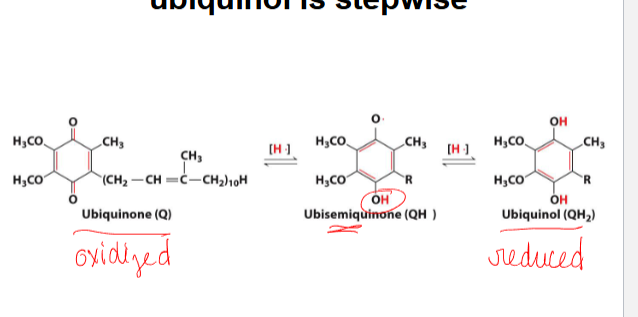 <p>-ubiquinone (q) is the oxidized form, and ubiquinol ( qh2) reduced form</p>