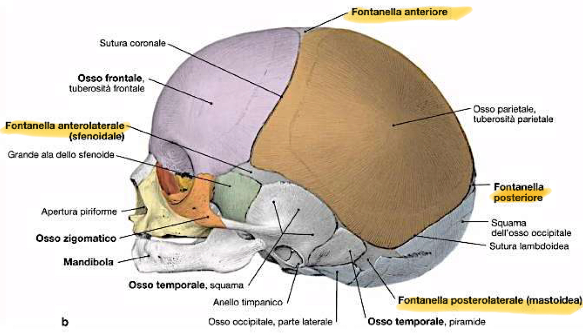 <p>Alla nascita, le ossa della volta sono separate dalle Fontanelle Craniche:</p><ul><li><p>Aree di tessuto connettivo fibroso di origine mesenchimale</p></li><li><p>Servono per garantire flessibilità al cranio durante il parto</p></li><li><p>Poi ossificheranno con la crescita del bambino</p></li></ul><p>Principali fontanelle:</p><ul><li><p>Fontanella anteriore Bregmatica:</p><ul><li><p>Forma a diamante (losanga)</p></li><li><p>Sede del futuro Bregma (tra frontale e parietali)</p></li><li><p>Chiuderà verso il 18 mese</p></li></ul></li><li><p>Fontanella posteriore Lambdica:</p><ul><li><p>Forma triangolare</p></li><li><p>Sede del futuro Lambda (tra parietali e occipitale)</p></li><li><p>Chiuderà tra 3-6 mese</p></li></ul></li><li><p>Fontanelle anterolaterali Sfenoidali:</p><ul><li><p>Sede del futuro Pterion (tra frontale, sfenoide, parietale e temporale)</p></li><li><p>Chiude entro 3 mesi</p></li></ul></li><li><p>Fontanelle Posterolaterali Mastoidee:</p><ul><li><p>Sede del futuro Asterion (tra parietale, occipitale e temporale)</p></li><li><p>Chiude entro i primi 2-3 mesi</p></li></ul></li></ul><p>Importanza clinica:</p><ul><li><p>Palpare le fontanelle ci permette di valutare lo stato di crescita delle ossa craniche</p></li><li><p>Una fontanella depressa è indice di grave disidratazione</p></li><li><p>Al contrario, una fontanella prominente e tesa indica un aumento della pressione intracranica</p></li><li><p>Vengono valutate principalmente la fontanella anteriore e posteriore, mentre quelle sfenoidali e mastoidee no perché ricoperte da muscoli come quello temporale e perché chiudono precocemente.</p></li></ul><p>Patologie:</p><ul><li><p>La Cardiostenosi è la chiusura precoce delle fontanelle o suture che causa:</p><ul><li><p>Errato sviluppo cranio</p></li><li><p>Deformità craniche</p></li></ul></li><li><p>Ad esempio, la Scafocefalia è dovuta alla ossificazione precoce della sutura sagittale:</p><ul><li><p>Il cranio diventa stretto al centro e si allunga in senso antro-posteriore.</p></li></ul></li></ul><p></p>