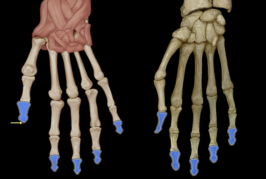 <p>Distal phalanges of fingers</p>