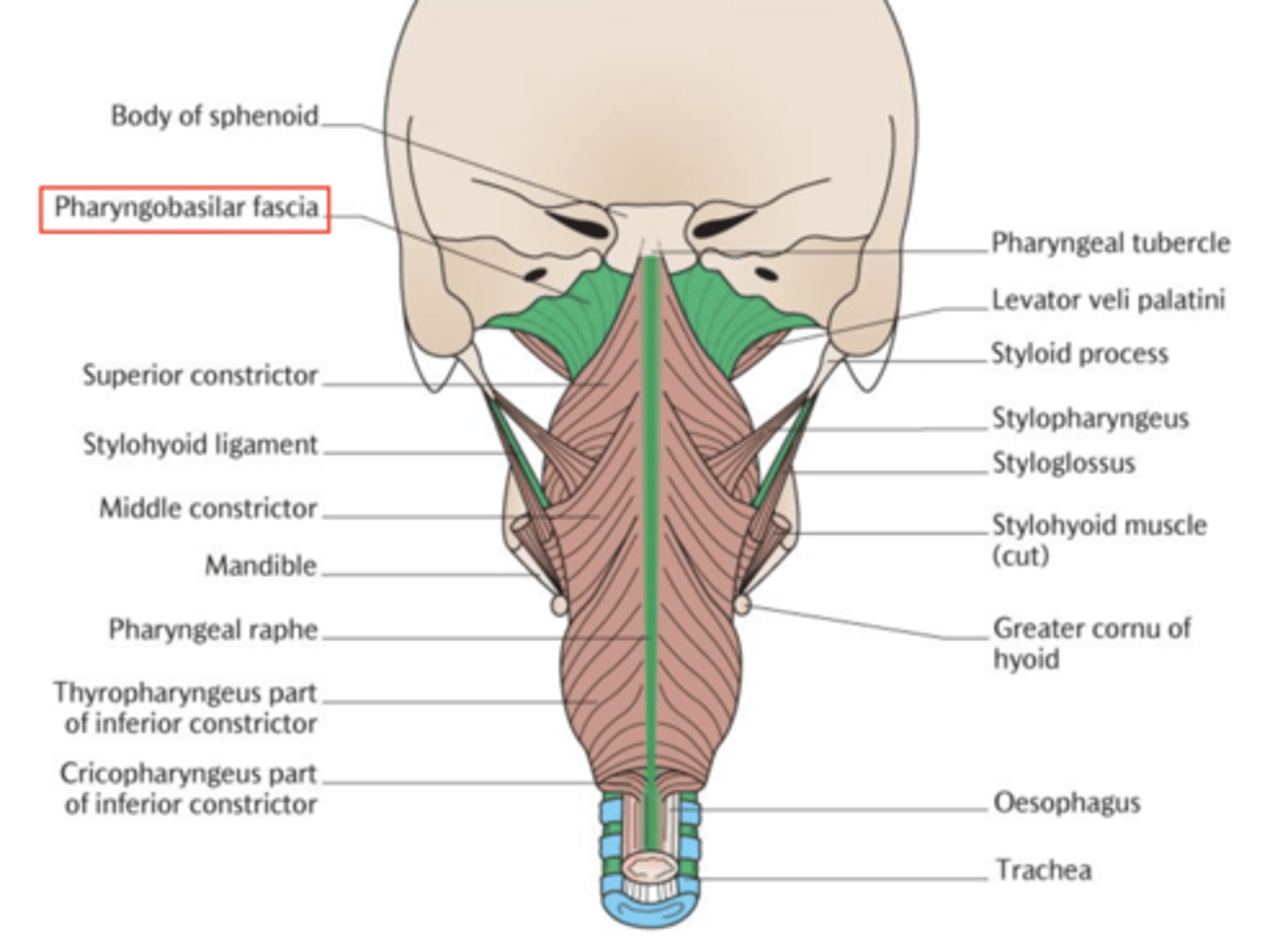 <p>The pharyngobasilar fascia.</p>