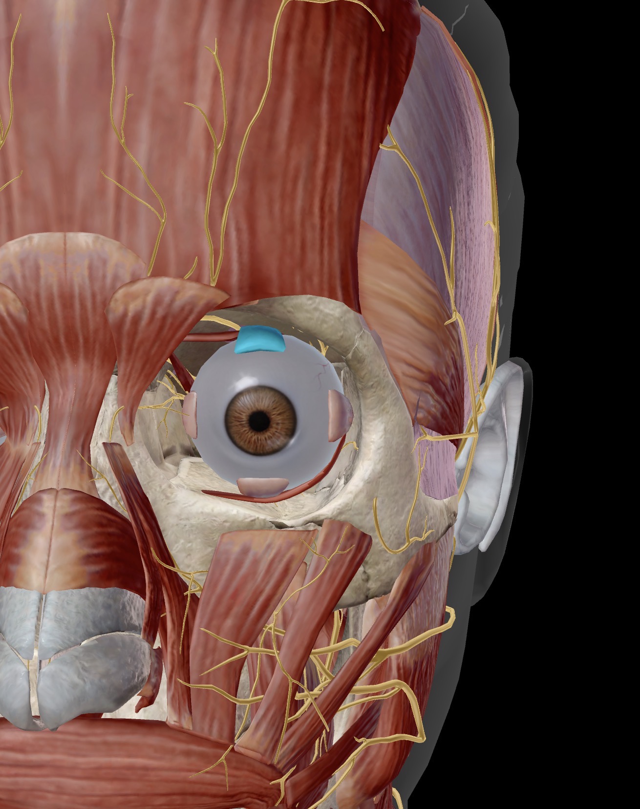 <p>Name the muscle and corresponding letter ( O = origin, I = insertion, A = actions, IN = innervation)</p><p>A</p><p>IN</p>
