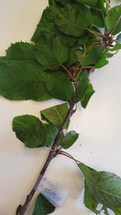 Prunus avium