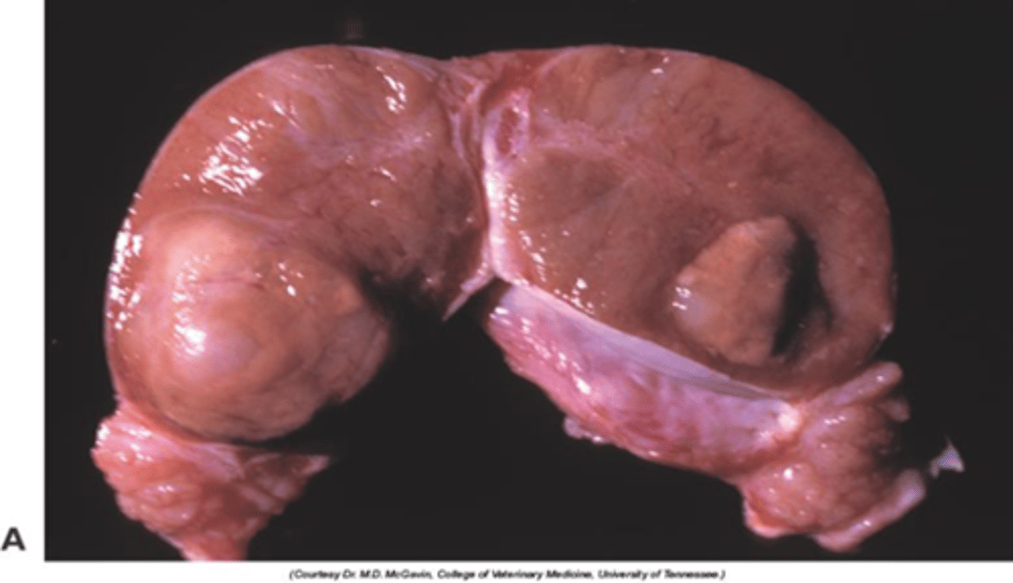 <p>- Single or multiple spherical</p><p>- Tan to orange or haemorrhagic (bulging on cut surface)</p><p>-No enlargement of testis</p>
