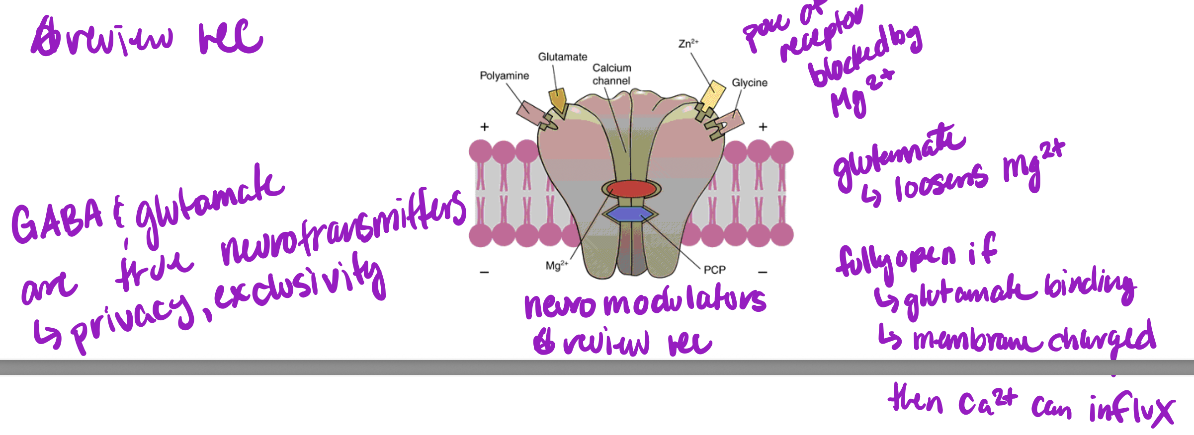 <ul><li><p>NMDA receptor blocked by Mg</p></li><li><p>glutamate loosens Mg</p></li><li><p>fully opens upon glutamate binding and membrane charged</p></li><li><p>then Ca can influx</p></li><li><p>leads to glutamate receptors being inserted on post-synaptic neuron</p></li></ul><p></p>