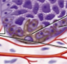 <p>Melanocytes</p>