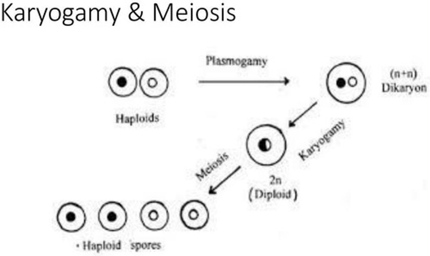 <p>Fusion of nuclei to form a diploid nucleus</p>