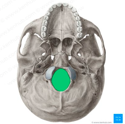 <p>(Cranium) What bone is this?</p>