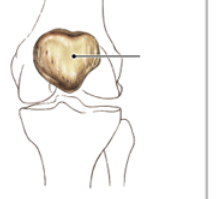What are examples of sesamoid bones?