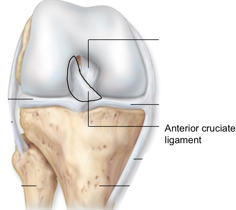 <p>anterior cruciate ligament</p>
