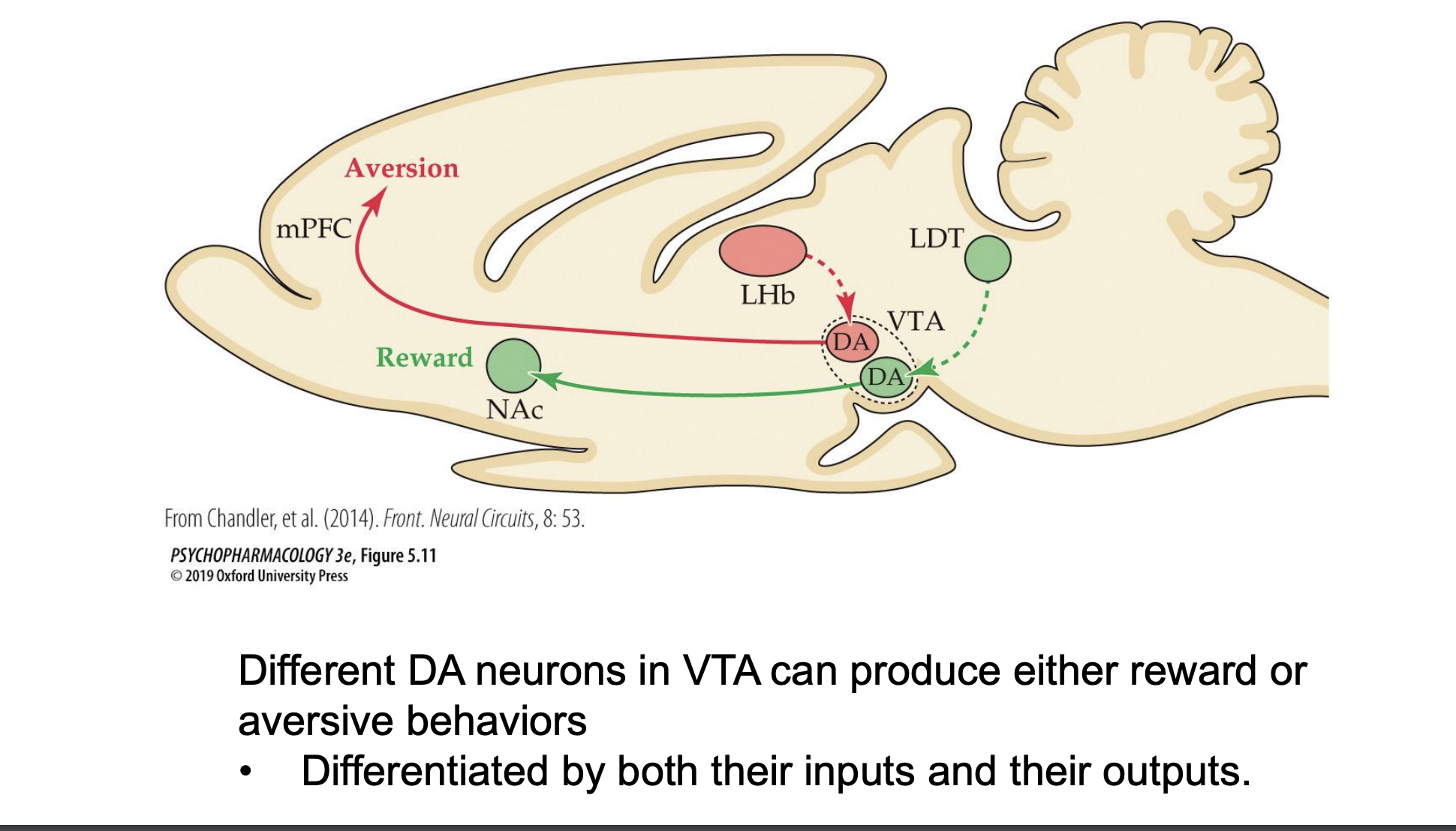 <p>different DA neurons in the VTA can produce both reward and aversive behaviors differentiated by both their inputs and outputs </p>