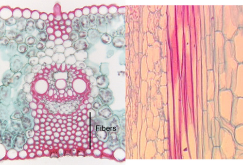 <p><span>• Long cells and tapered at both ends<br>• Less pittings<br>• Arise from meristematic cells<br>• Usually occur in groups</span></p>