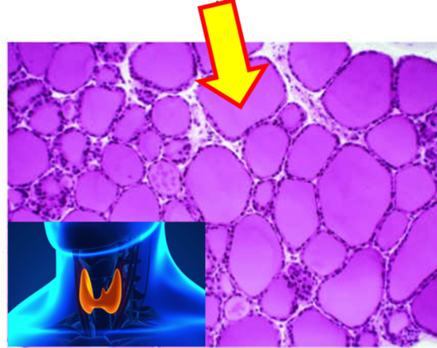 <p>Name the substance in the lumen (at the end of the arrow).</p>