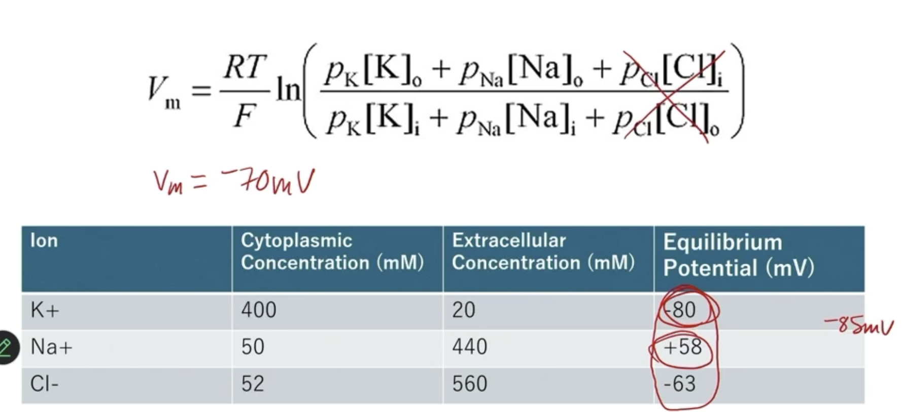 <ul><li><p>Resting membrane potential approaches (but doesn’t reach) EqK+</p><ul><li><p>PM is highly permeable to K+, which is why the RMP is so close to K+’s Eq, but the presence of the more positive Eq molecules → **Na+ and Cl- (a little) → make the RMP slightly more positive</p></li></ul></li></ul><p></p>