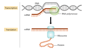 <p>Messenger RNA which can leave the nucleus</p>