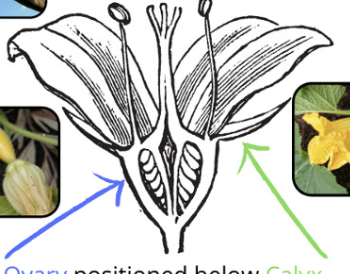 <p>Ovary positioned below calyx (Ex: apple)<br></p>