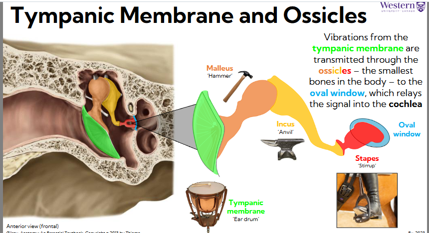 <ul><li><p><span style="background-color: transparent;"><span>Vibrations from the tympanic membrane are transmitted through the ossicles – the smallest bones in the body – to the oval window, which relays the signal into the cochlea</span></span></p></li><li><p><span style="background-color: transparent;"><span>Base of malleus connects to tympanic membrane, head of hammer is ball shaped head. It takes force from membrane and transmits it to incus (anvil)</span></span></p></li><li><p><span style="background-color: transparent;"><span>Incus transmits force to stapes (stirrup), transmits force onto oval window membrane which goes to inner ear</span></span></p></li></ul><p></p>
