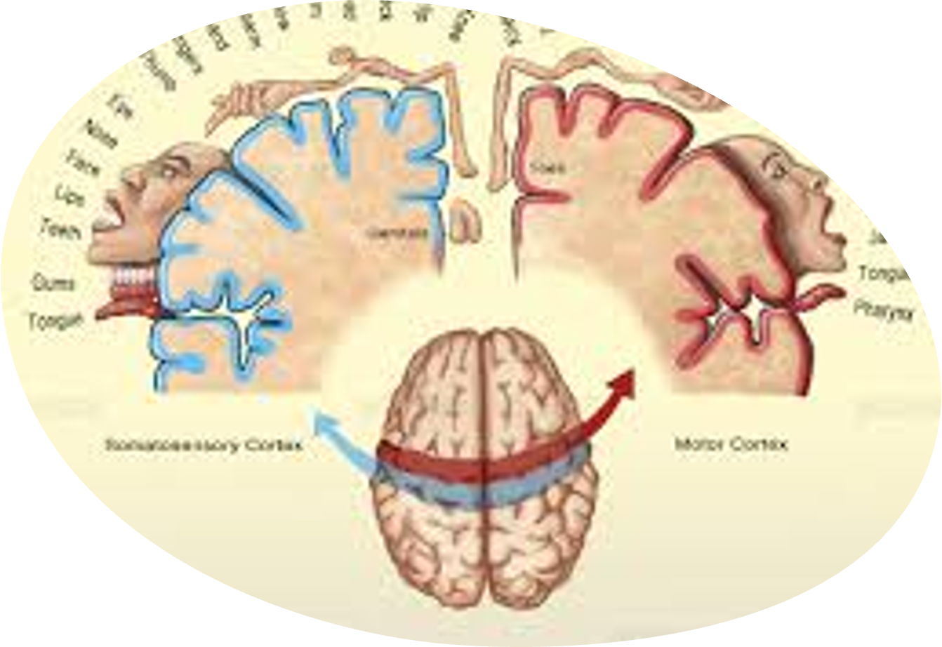 <p>most goes to your face and hands </p>