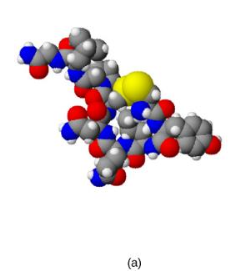 <p>Look at the image. What peptide hormone is this?</p>