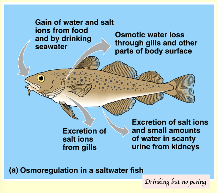 <p>Saltwater fish live in hypertonic environment → Risk of dehydration → <span style="color: rgb(246, 15, 15);">Conserve water + Excrete salts</span></p><ul><li><p>Gain water and salt ions from food and by drinking seawater</p></li><li><p>Excrete salt ions from gills</p></li><li><p>Excrete salt ions and a small amount of water in scanty urine from the kidney</p></li><li><p>Lose water osmotically through gills and body surface</p></li></ul><p></p>
