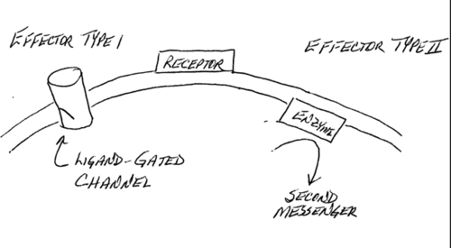 <p>false; these effectors may be ion channels but may also produce secondary messengers (like cAMP and cGMP)</p><p></p><p>Neurotransmitter effectors can be <strong>ion channels</strong> or <strong>enzymes/signaling pathways</strong> that produce <strong>secondary messengers</strong>, not just channels that directly change membrane potential.</p>