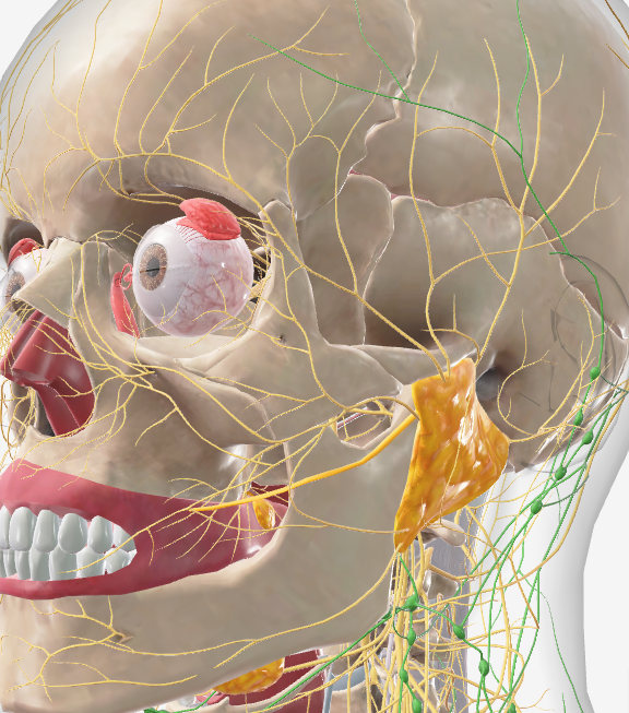 <p>facial nerve paralysis</p>