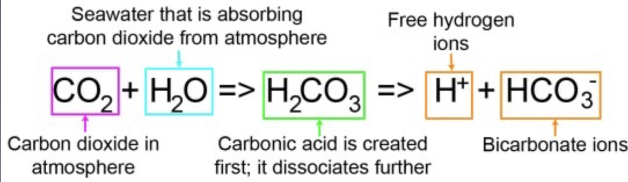 <p>Atmospheric CO2 combines with seawater to form carbonic acid, then form bicarbonate ions and free H+</p>