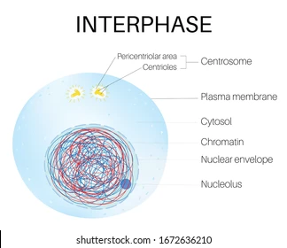 <p>The period of cell growth in between cell division.</p>